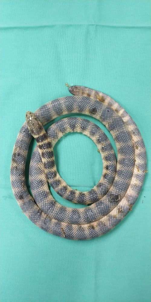 Hydrophis cyanocinctus Daudin 1803 resmi