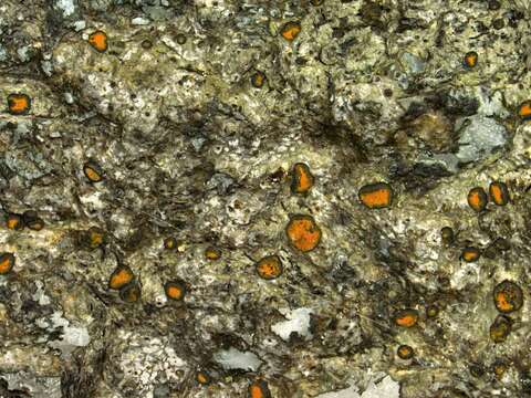 Image of orange lichen