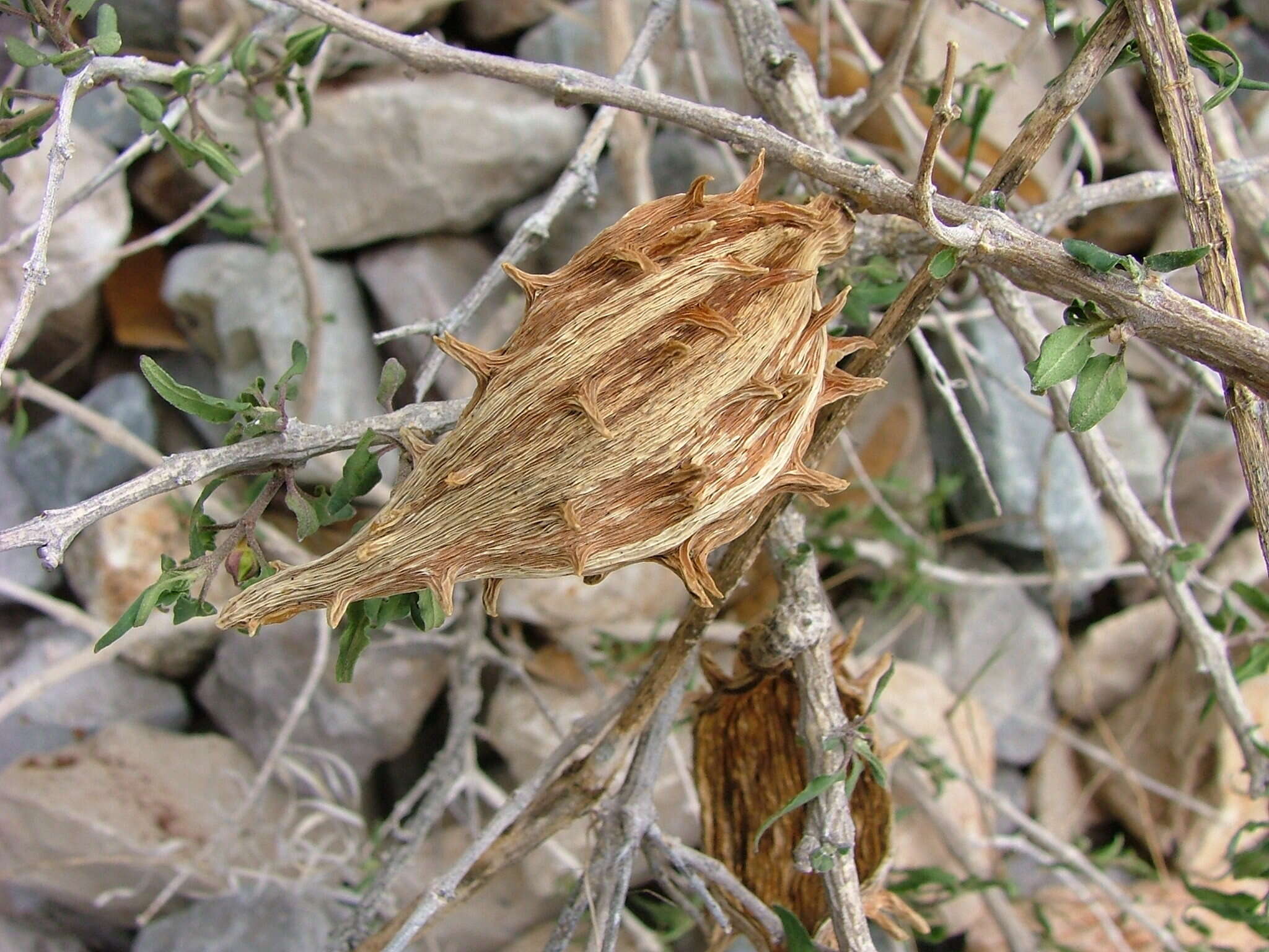 Sivun Matelea trachyantha (Greenman) W. D. Stevens kuva