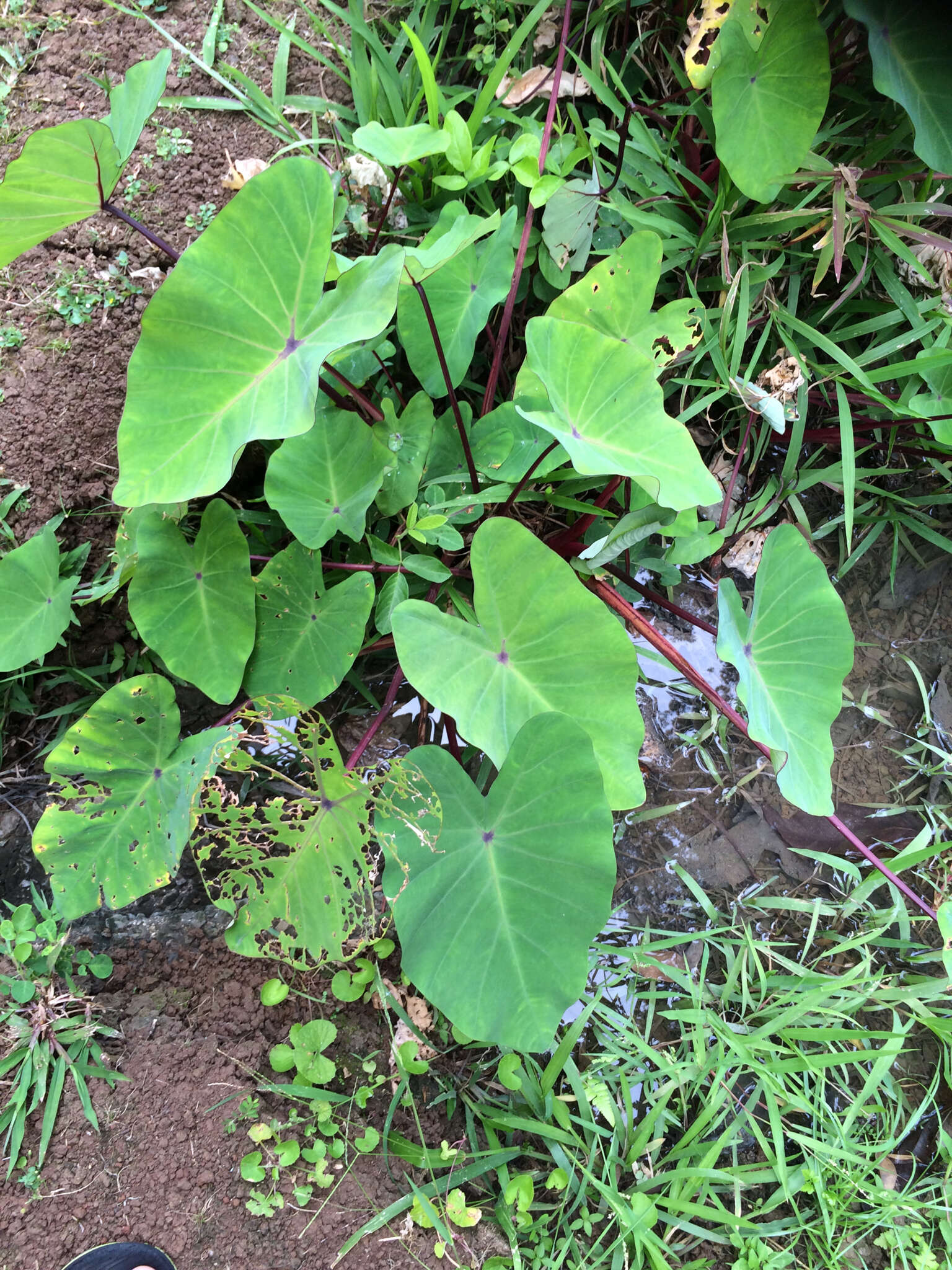 Image of Wild Taro