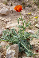 Image of Glaucium arabicum Fresen.