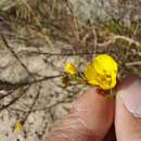 Слика од Linum thesioides Bartl.