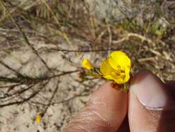 Слика од Linum thesioides Bartl.