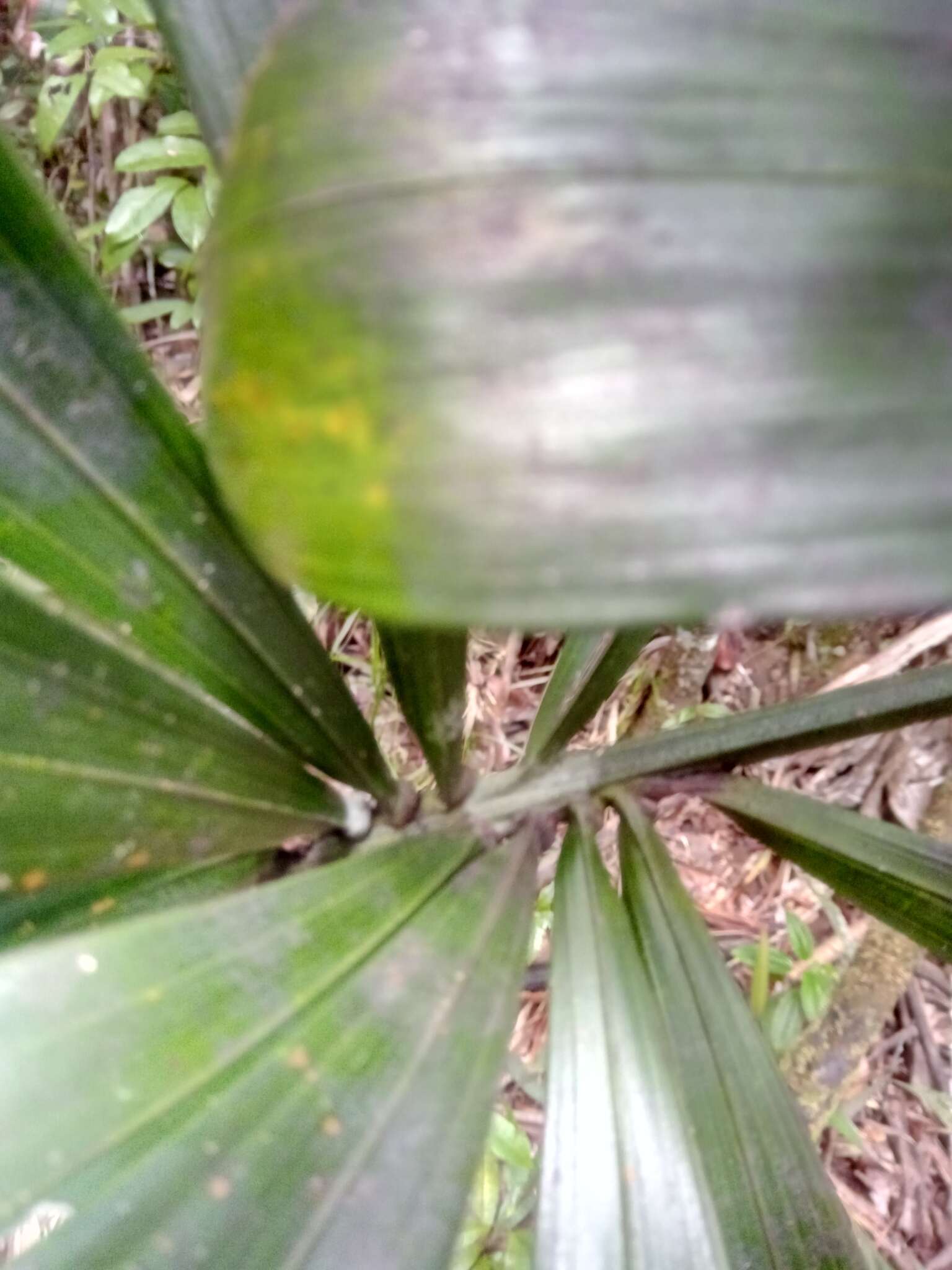 Image of Dypsis pinnatifrons Mart.