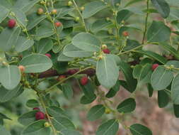 Image of Breynia vitis-idaea (Burm. fil.) C. E. C. Fisch.