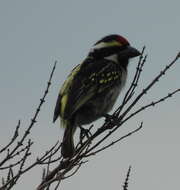 Image of Acacia Pied Barbet