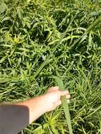 Image of giant cutgrass