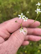 صورة Mononeuria muscorum (Fassett) Dillenb. & Kadereit