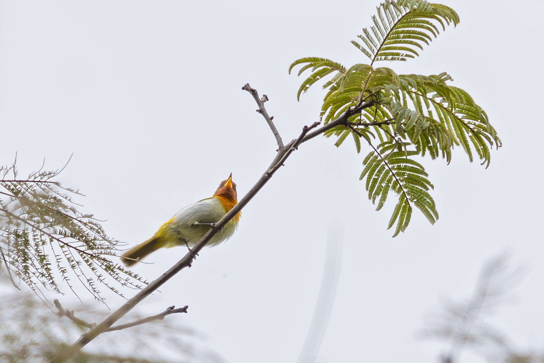 Image of Rufous-headed Tanager