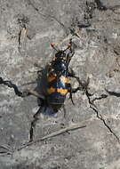 Image of Nicrophorus (Nicrophorus) interruptus (Stephens 1830)