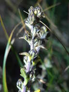 Image of Artemisia genipi Weber