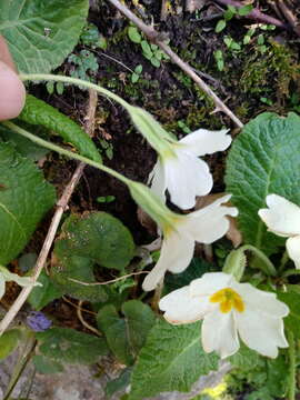 Image of Primula acaulis subsp. atlantica (Maire & Wilczek) Greuter & Burdet