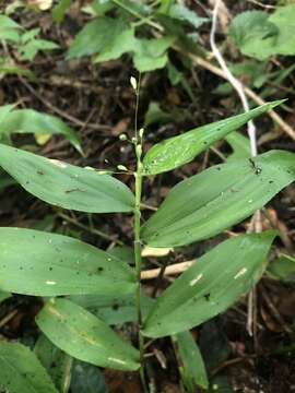 Image de Panicum boscii Poir.