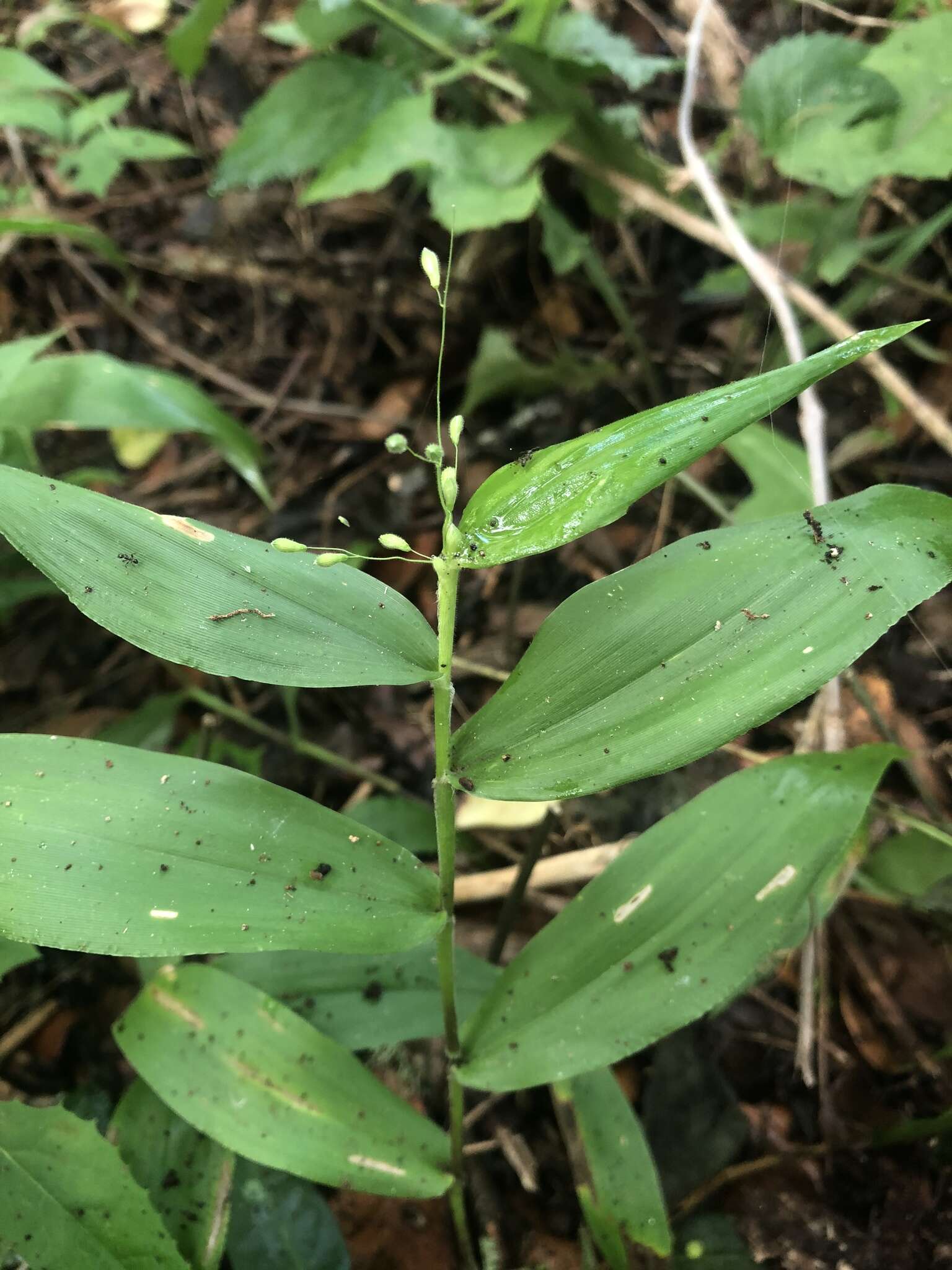 Panicum boscii Poir.的圖片