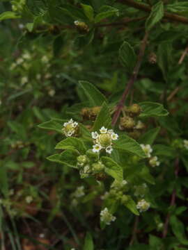 Image of Lippia rehmannii H. Pearson