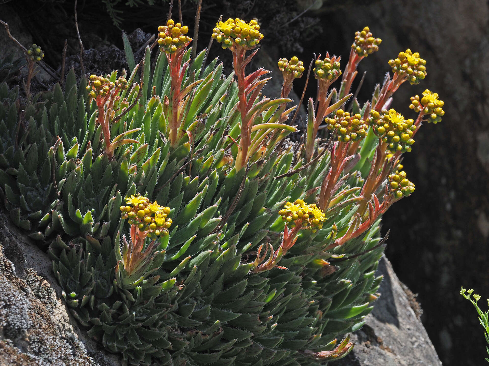 Image of Aeonium simsii (Sweet) W. T. Stearn