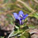 Image of Gentiana dschungarica Regel