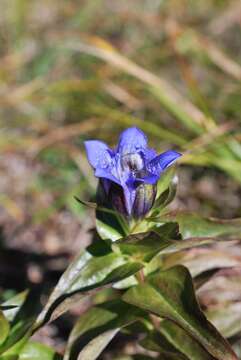 Image of Gentiana dschungarica Regel