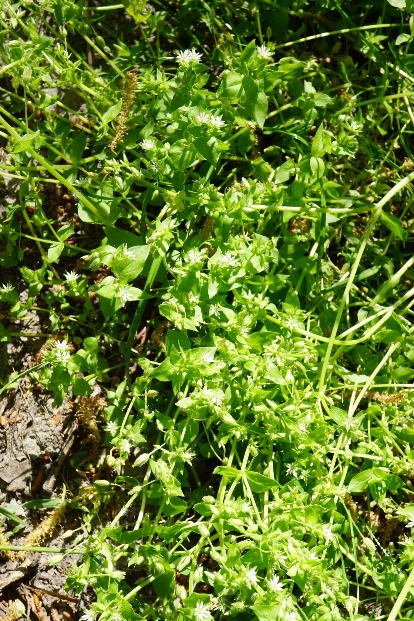 Image of <i>Stellaria ruderalis</i>