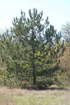 Image of Pinus nigra subsp. pallasiana (Lamb.) Holmboe