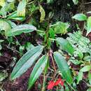 Image of Begonia oblanceolata Rusby