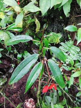 Image of Begonia oblanceolata Rusby