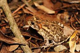 Image of Southern Round-gland Toad