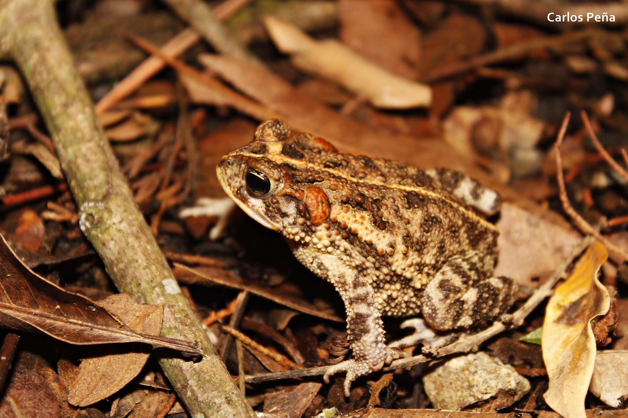 Image of Southern Round-gland Toad