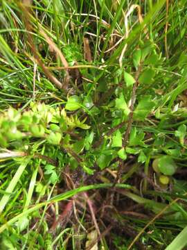 Ranunculus gracilipes Hook. fil.的圖片