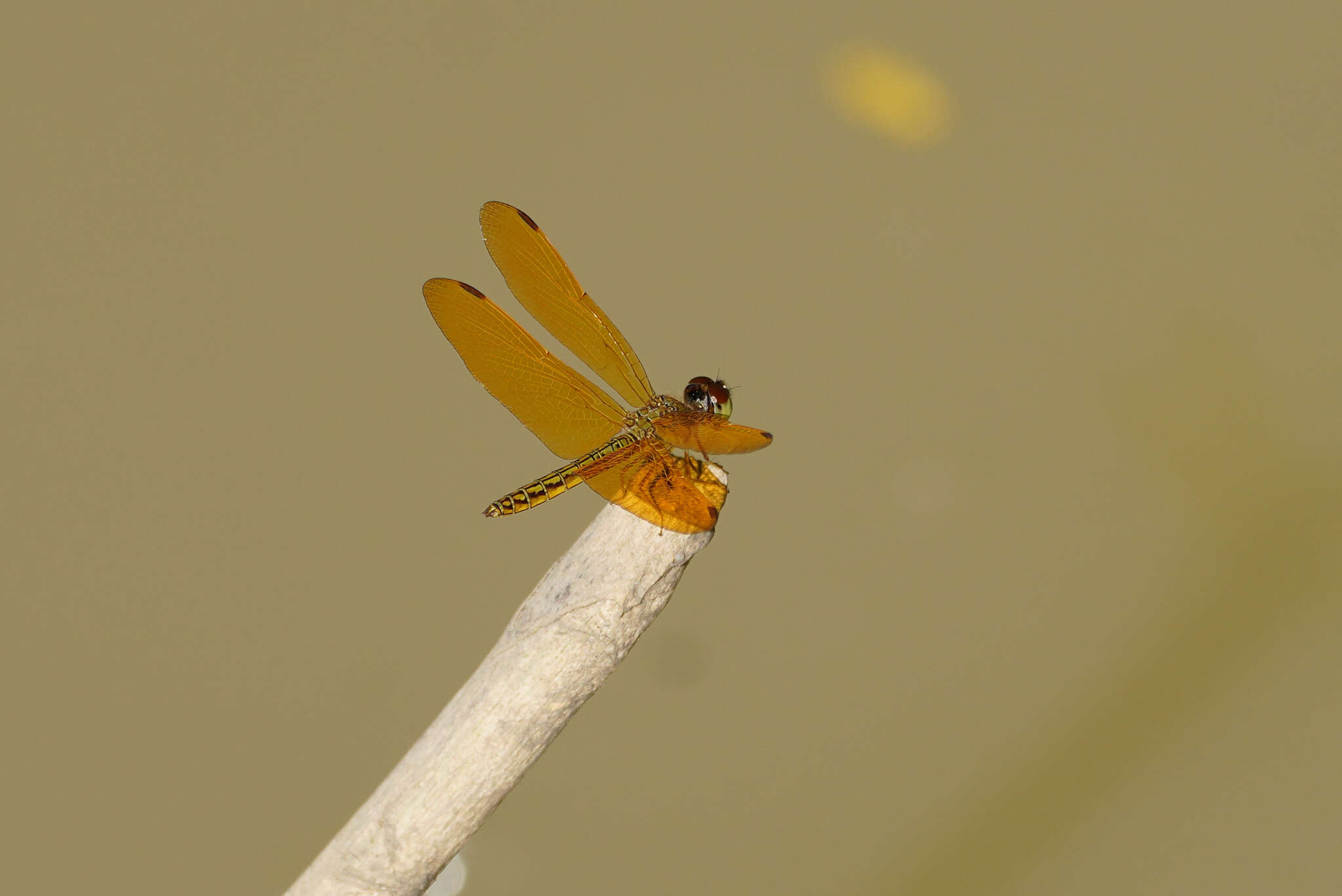 Imagem de Perithemis electra Ris 1930