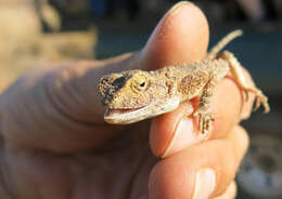 Image of Agama aculeata distanti (Boulenger 1902)