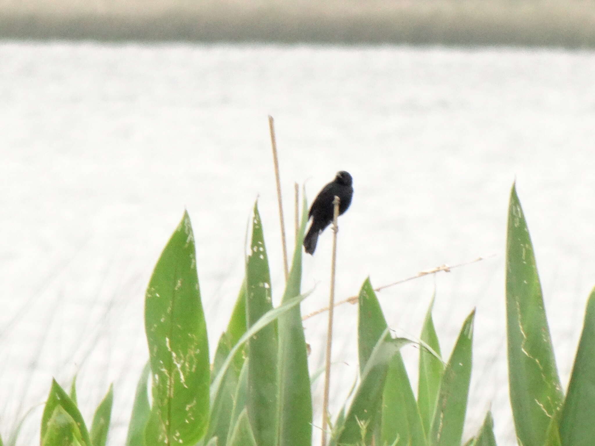 Image of Unicolored Blackbird