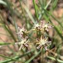 Asclepias stellifera Schltr.的圖片