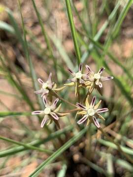 Plancia ëd Asclepias stellifera Schltr.