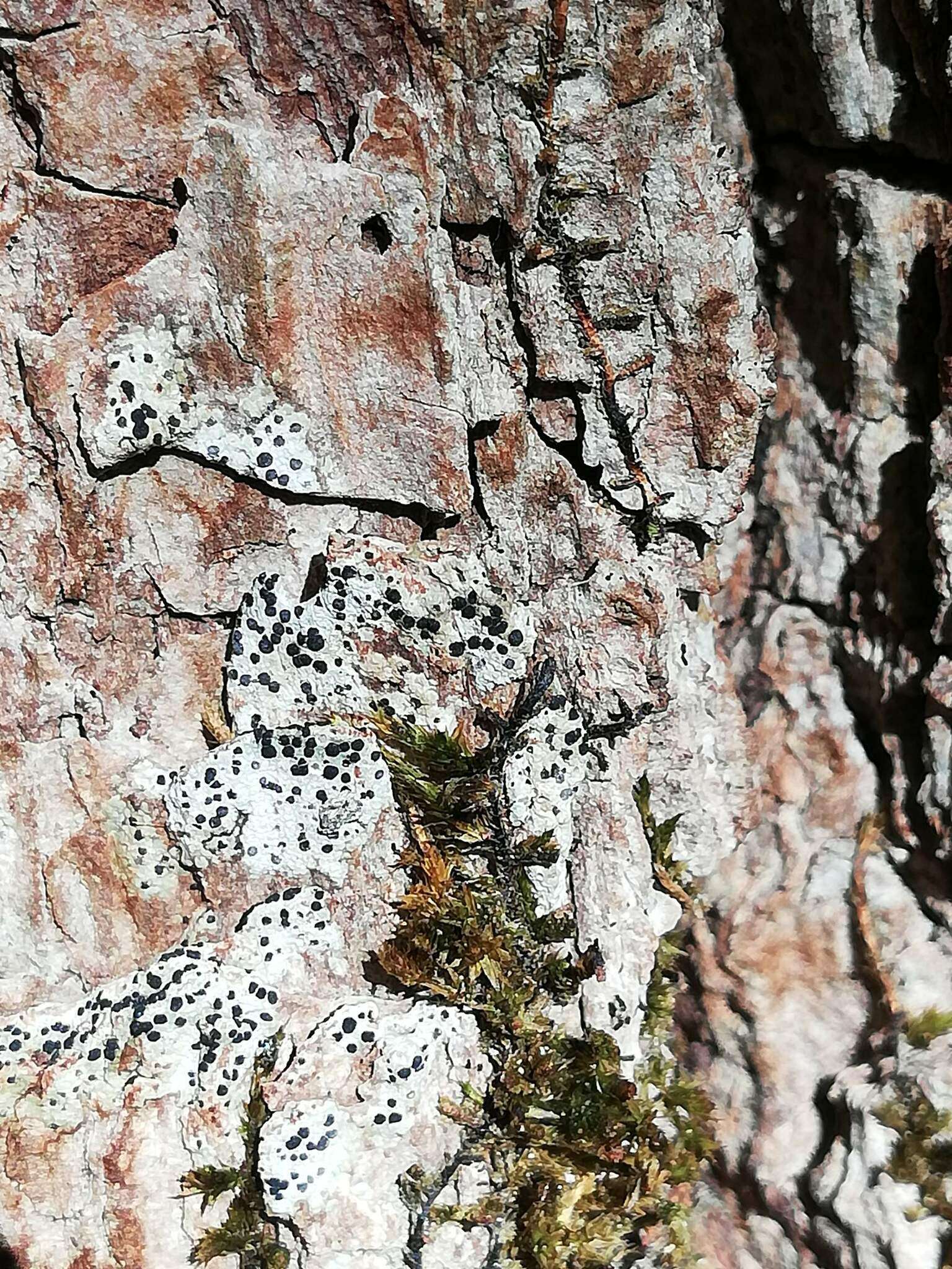 Image of diplotomma lichen