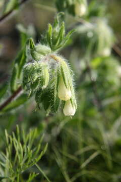 Слика од Onosma visianii G. C. Clementi