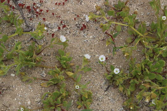 Image de Nolana parviflora (Phil.) Phil.