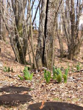 Image of white false hellebore