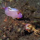 Image de Hypselodoris iba Gosliner & R. F. Johnson 2018