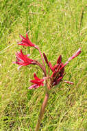 Image of Brunsvigia natalensis Baker