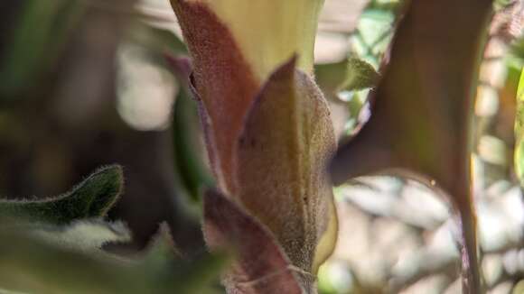 Image de Calystegia subacaulis subsp. episcopalis R. K. Brummitt