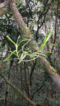 Image of Angraecum musculiferum H. Perrier