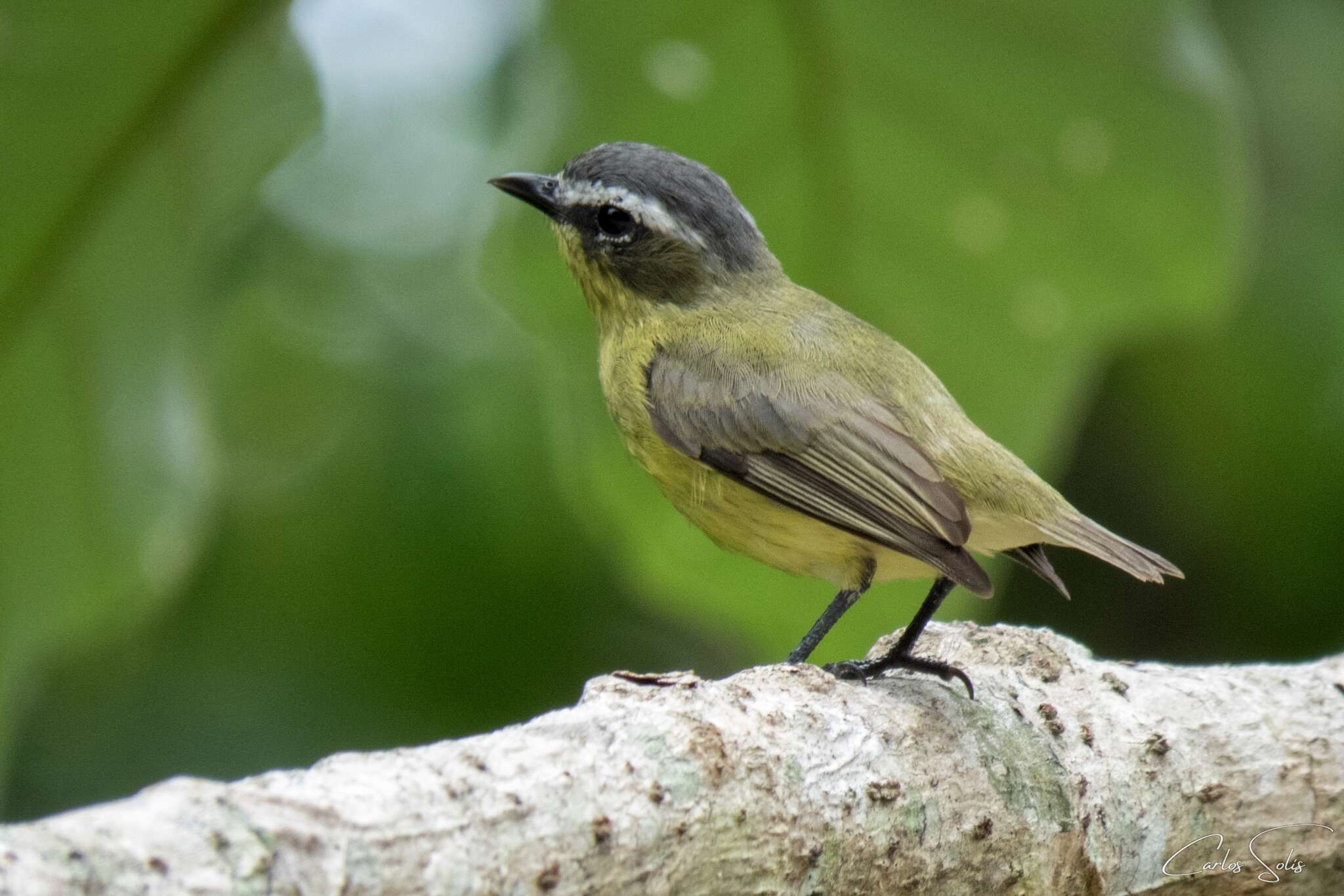 Image of Yellow-bellied Tyrannulet
