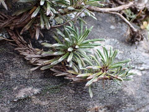 Image of Celmisia rupestris Cheesem.