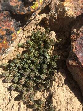 Image of Xenophyllum ciliolatum (A. Gray) V. A. Funk