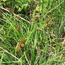 Image of Carex clavata Thunb.