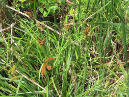 Imagem de Carex clavata Thunb.