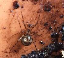 Image of cave cobweb spiders