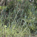 Image of Cereus phatnospermus K. Schum.