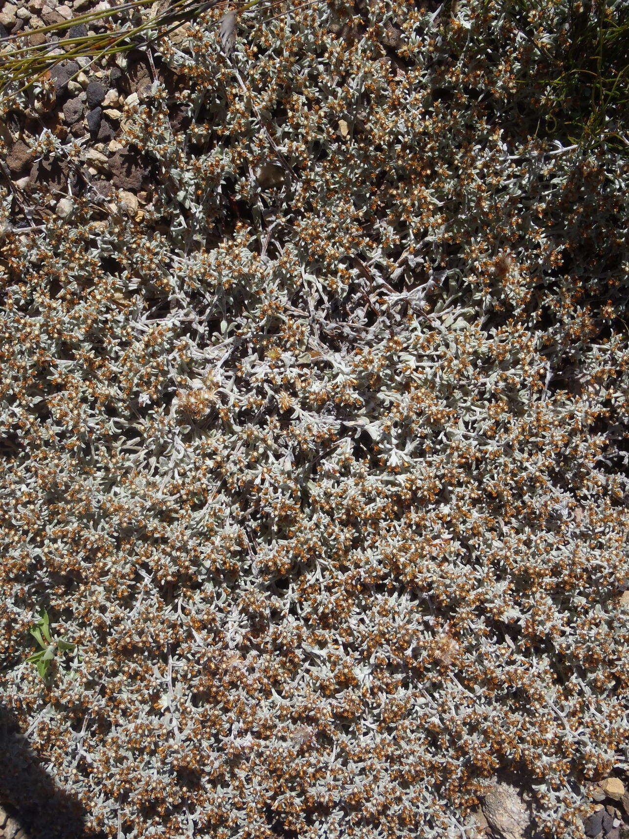 Слика од Helichrysum tinctum (Thunb.) Hilliard & Burtt